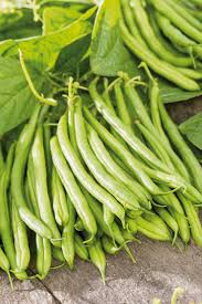 Image result for Buschbohnen