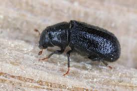 Attēlu rezultāti vaicājumam “Scolytidae”