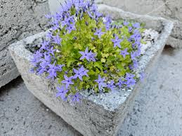 Image result for Campanula affinis