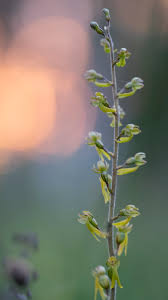 Attēlu rezultāti vaicājumam “Listera ovata bud”