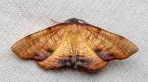 Attēlu rezultāti vaicājumam “Plagodis dolabraria”