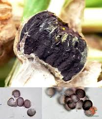 Attēlu rezultāti vaicājumam “Microbotryum tragopogonis - pratensis”