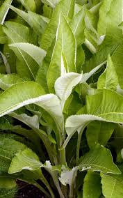 Attēlu rezultāti vaicājumam “Inula helenium leaf”