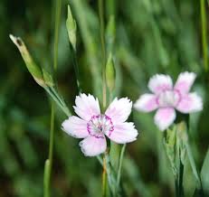Attēlu rezultāti vaicājumam “Dianthus deltoides bud”