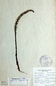 Attēlu rezultāti vaicājumam “Hippuridaceae”