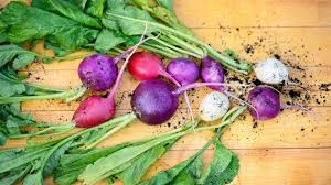 Attēlu rezultāti vaicājumam “Raphanus sativus”