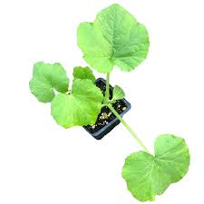 Attēlu rezultāti vaicājumam “Cucurbita pepo leaf”