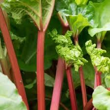 Attēlu rezultāti vaicājumam “Rheum rhabarbarum leaf”