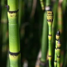 Attēlu rezultāti vaicājumam “Equisetum variegatum”