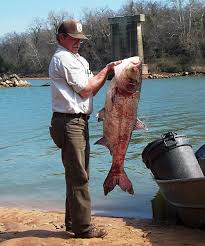 Image result for Hypophthalmichthys nobilis