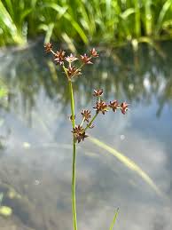 Attēlu rezultāti vaicājumam “Juncus articulatus”