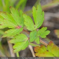 Attēlu rezultāti vaicājumam “Ranunculus repens leaf”