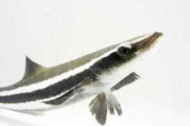 Image result for Rachycentron canadum