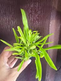 Attēlu rezultāti vaicājumam “Utricularia x neglecta leaf”