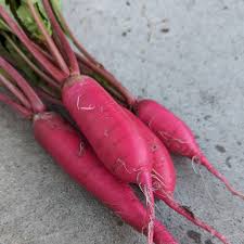 Attēlu rezultāti vaicājumam “Raphanus sativus”