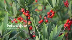 Attēlu rezultāti vaicājumam “Daphne mezereum fruit”