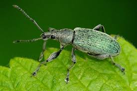 Attēlu rezultāti vaicājumam “Phyllobius”