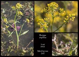Attēlu rezultāti vaicājumam “Rorippa amphibia leaf”