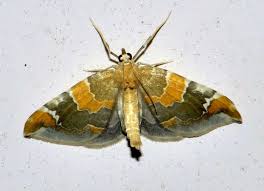 Attēlu rezultāti vaicājumam “Eulithis pyropata”