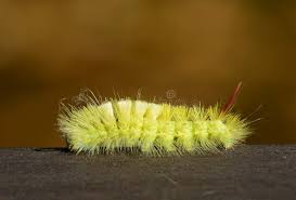 Attēlu rezultāti vaicājumam “Calliteara pudibunda larva”