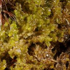 Attēlu rezultāti vaicājumam “Barbilophozia barbata”