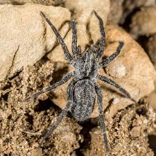 Attēlu rezultāti vaicājumam “Lycosidae”