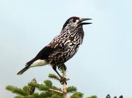 Attēlu rezultāti vaicājumam “Nucifraga caryocatactes adult”