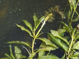 Attēlu rezultāti vaicājumam “Potamogeton lucens”