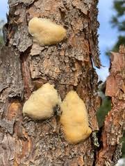 Attēlu rezultāti vaicājumam “Diplomitoporus flavescens”