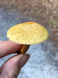 Attēlu rezultāti vaicājumam “Gymnopilus sapineus”