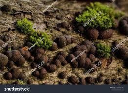 Attēlu rezultāti vaicājumam “Hypoxylon fuscum”