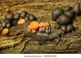 Attēlu rezultāti vaicājumam “Lycogala exiguum aggr. young”