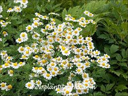 Image result for Tanacetum parthenium 'Tetraweiss'