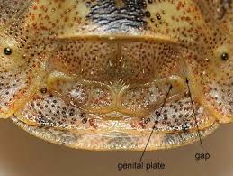 Attēlu rezultāti vaicājumam “Eurygaster testudinaria nymph”