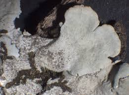 Attēlu rezultāti vaicājumam “Parmelina tiliacea”