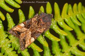 Attēlu rezultāti vaicājumam “Euplexia lucipara”