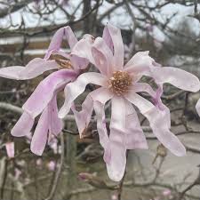 Attēlu rezultāti vaicājumam “Magnolia x loebneri”