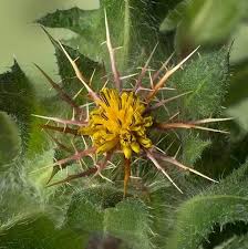 Image result for Cnicus benedictus