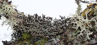 Attēlu rezultāti vaicājumam “Hypogymnia tubulosa”