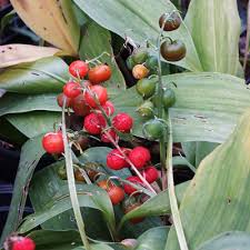 Attēlu rezultāti vaicājumam “Convallaria majalis fruit”