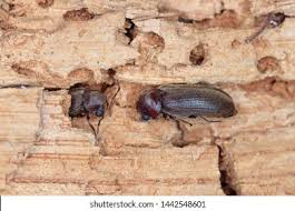 Attēlu rezultāti vaicājumam “Anobiidae”