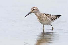 Image result for Calidris himantopus