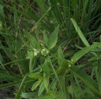 Attēlu rezultāti vaicājumam “Geocrypta galii”
