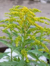 Attēlu rezultāti vaicājumam “Solidago canadensis”