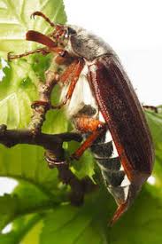 Attēlu rezultāti vaicājumam “Melolontha melolontha”