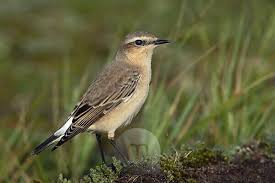 Attēlu rezultāti vaicājumam “Oenanthe oenanthe juvenile”