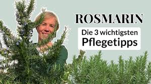 Image result for Rosmarin