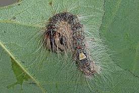 Attēlu rezultāti vaicājumam “Acronicta megacephala”