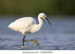 Image result for Egretta garzetta