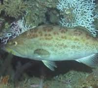 Image result for Mycteroperca phenax